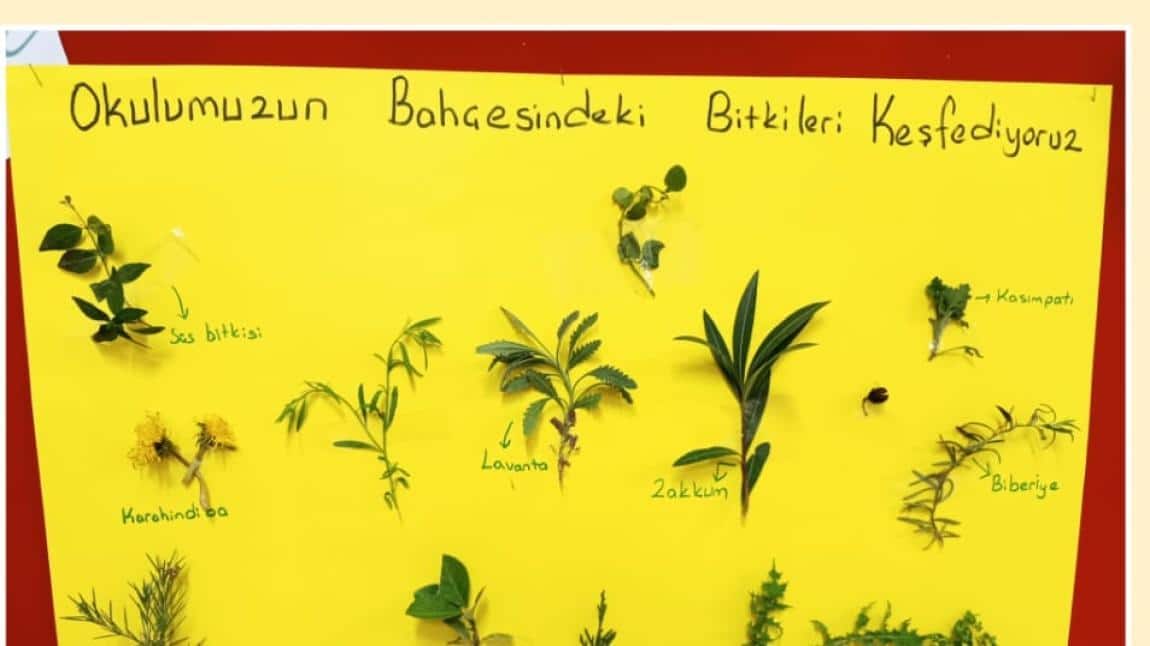 Küçükbalıklı Anaokulu Gülenyüzler Sınıfı Bitkileri Keşfetme Çalışması